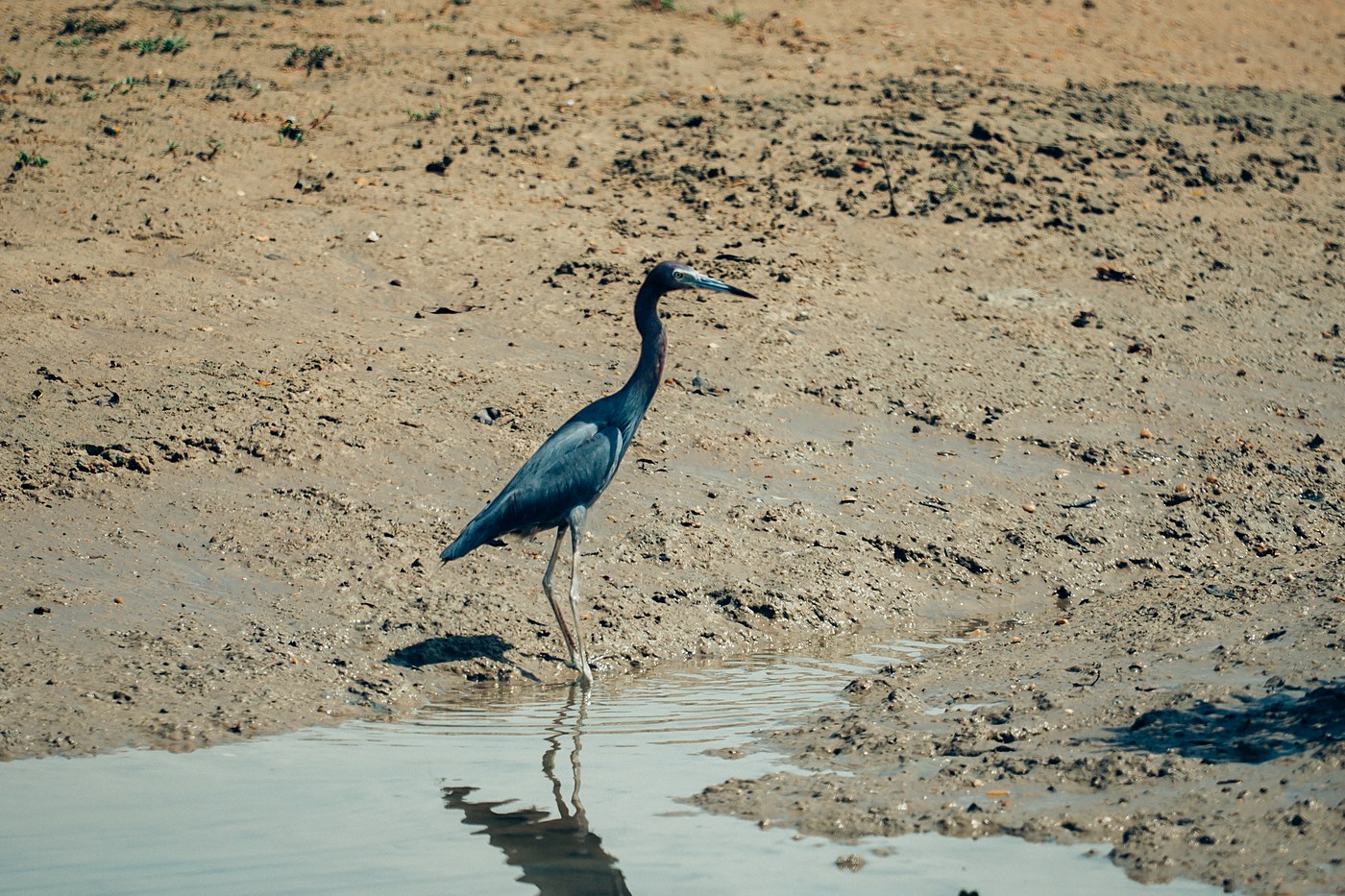Vida selvagem e mangues do litoral piauiense